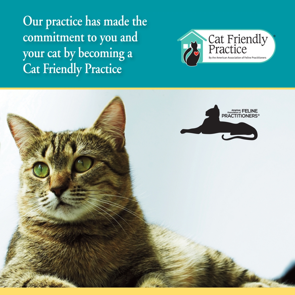 Cat Friendly Practice Banner