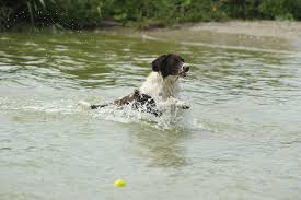 Dog in water