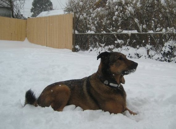 Malachy in the snow