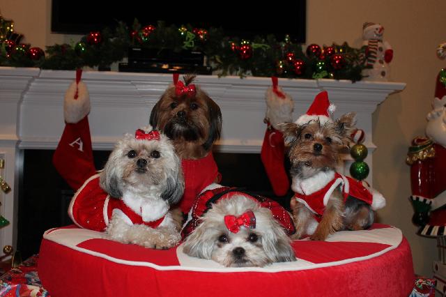 Carly,Zoey,Lexi and Rosie